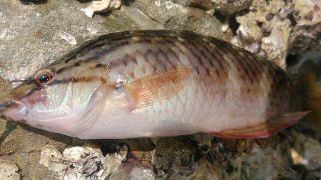 チャリコに苦しむ釣り