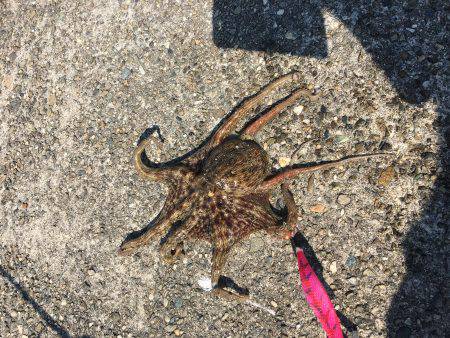 朝練オクトパッシング♫