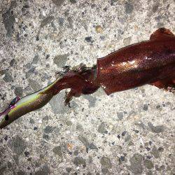 シーズンイン？