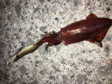 シーズンイン？