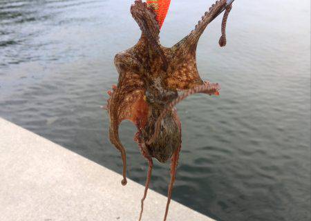 仕事帰りのタコ釣り