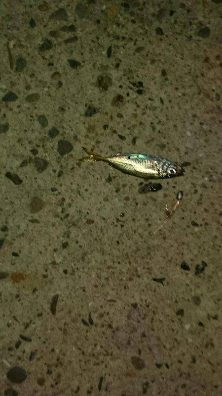 豆マメアジング