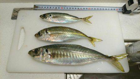 投げサビキでも釣れた‼