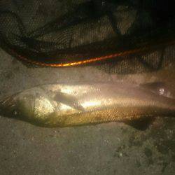 シーバスリベンジ♪