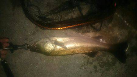 シーバスリベンジ♪