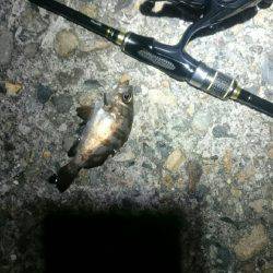 何を釣ろうか。