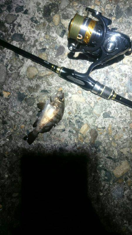 何を釣ろうか。