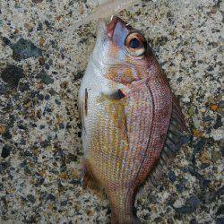 メバダート１インチ使う(笑)。