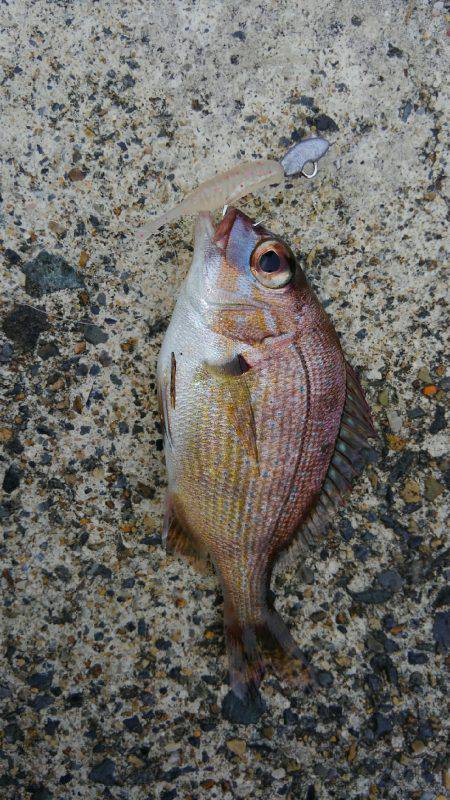 メバダート１インチ使う(笑)。