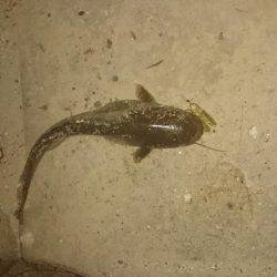 夕涼みナマジング