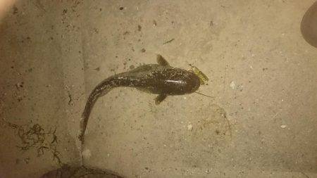 夕涼みナマジング