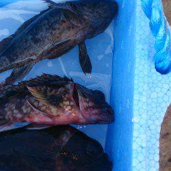 チャリコに苦しむ釣り