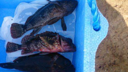 チャリコに苦しむ釣り