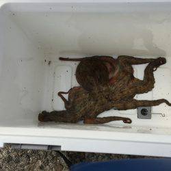 朝練オクトパッシング