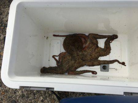 朝練オクトパッシング