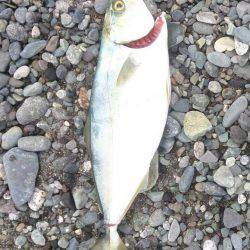 サーフでショアジギング！