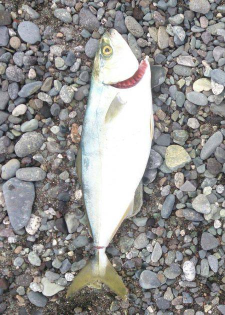 サーフでショアジギング！