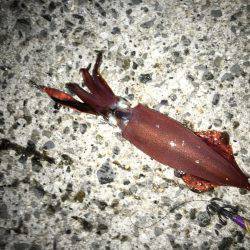 シーズンイン？