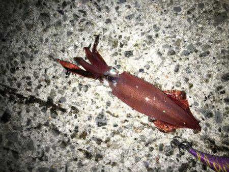 シーズンイン？