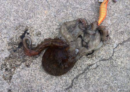 仕事帰りのタコ釣り