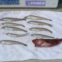 富島港でキス釣り