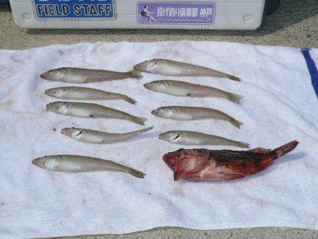 富島港でキス釣り