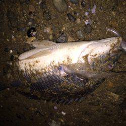 キビレ調査　ＮＯ，２８