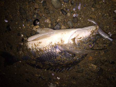 キビレ調査　ＮＯ，２８