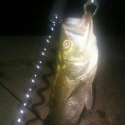 シーバスリベンジ♪