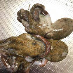 ダブルヘッダー