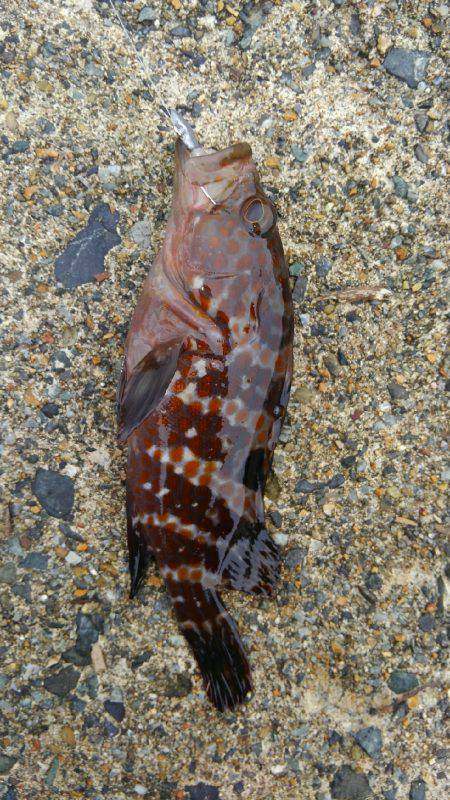 メバダート１インチ使う(笑)。