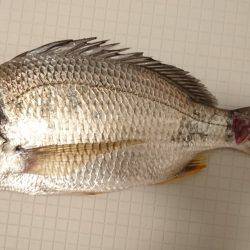 高石漁港にてチヌ