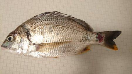 高石漁港にてチヌ