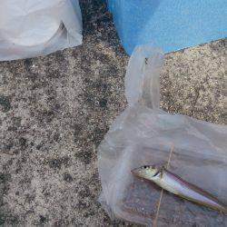 チャリコに苦しむ釣り