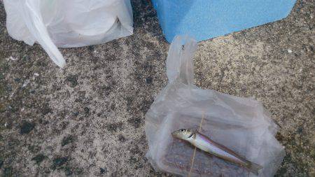 チャリコに苦しむ釣り