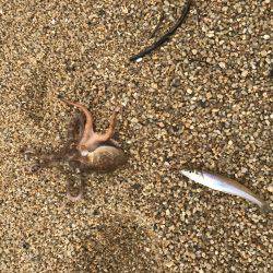 豆チャリコの猛攻に!