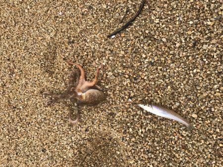 豆チャリコの猛攻に!