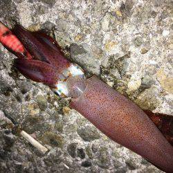 シーズンイン？