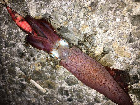 シーズンイン？