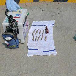 富島港でキス釣り