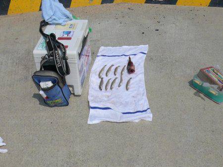 富島港でキス釣り