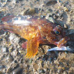 カサゴ＆ムラソイポンポン