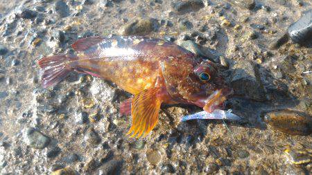 カサゴ＆ムラソイポンポン