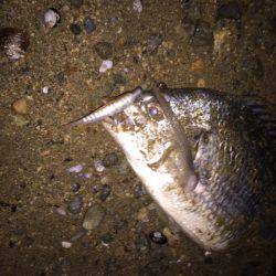 キビレ調査　ＮＯ，２８