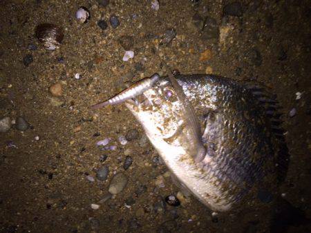 キビレ調査　ＮＯ，２８