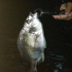 台風前に底物調査！