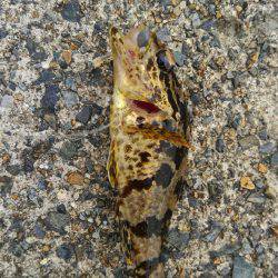 メバダート１インチ使う(笑)。