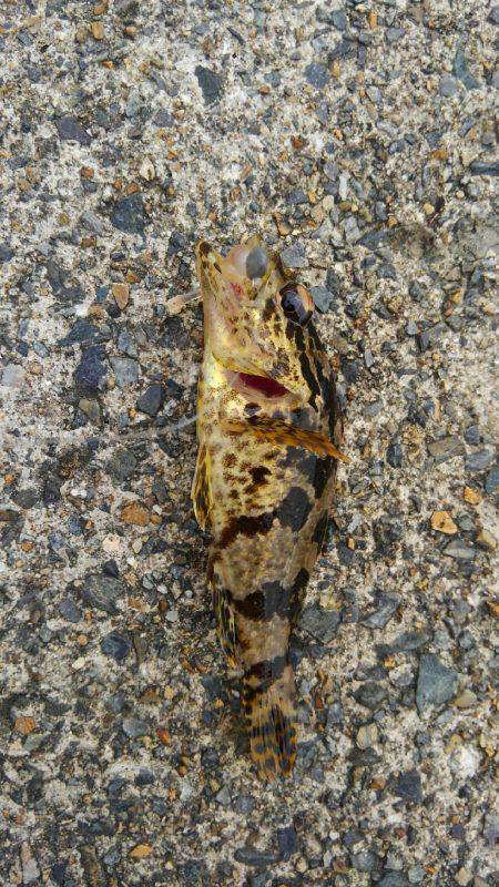 メバダート１インチ使う(笑)。