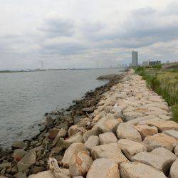 淀川に魚いました！！