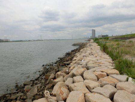 淀川に魚いました！！